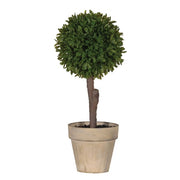 Boxwood Ball Shrub in Brown Pot
