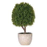 Green Miniature Boxwood Ball Shrub in Stone-look Pot