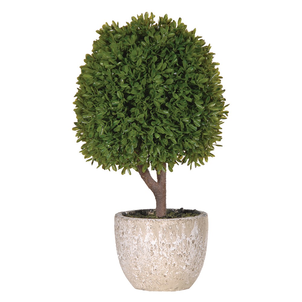 Green Miniature Boxwood Ball Shrub in Stone-look Pot