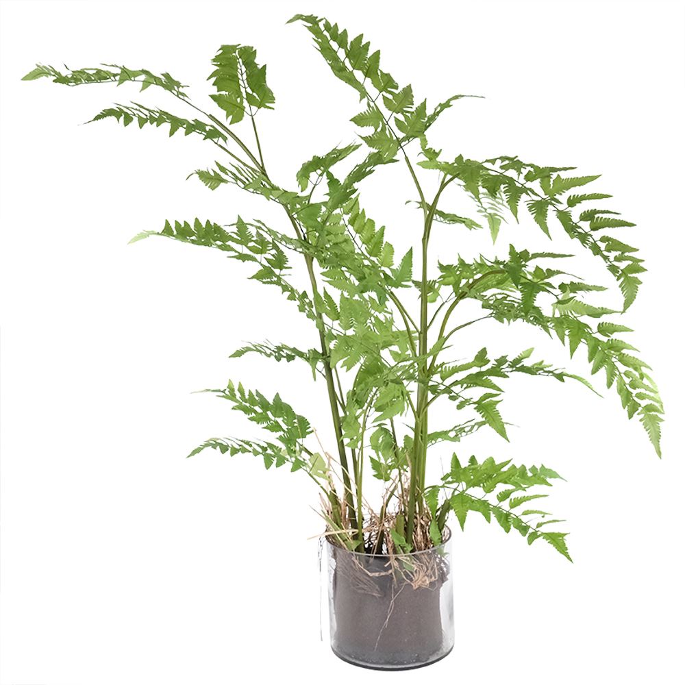Fern in Glass Vase 114cm