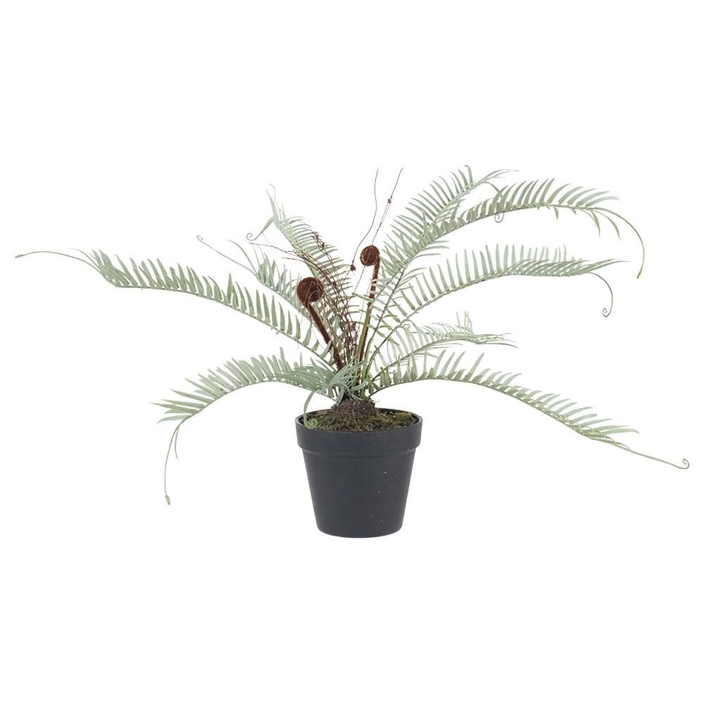 Artificial Fern with Black Pot - Christmas Gift