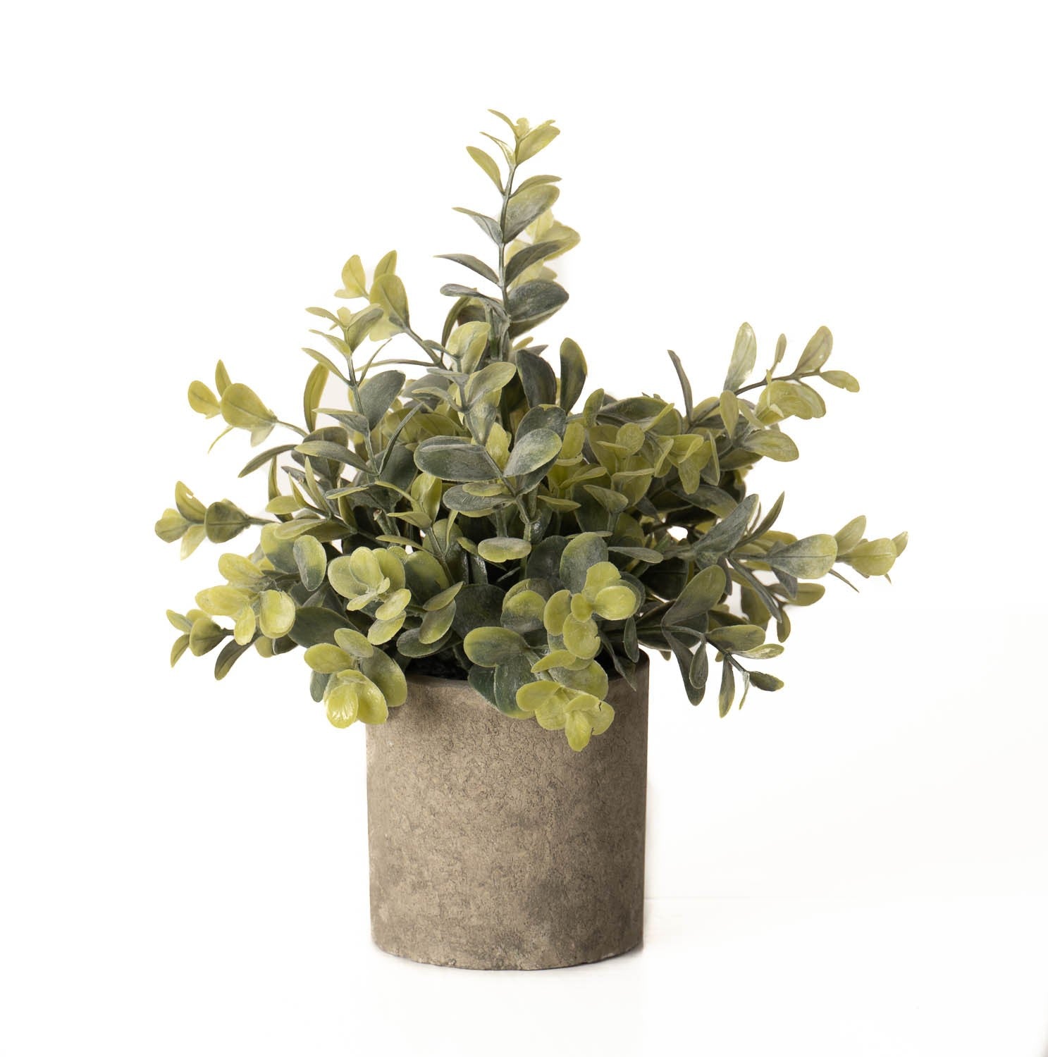 Eucalyptus Plant In Stone Effect Pot - Christmas Gift