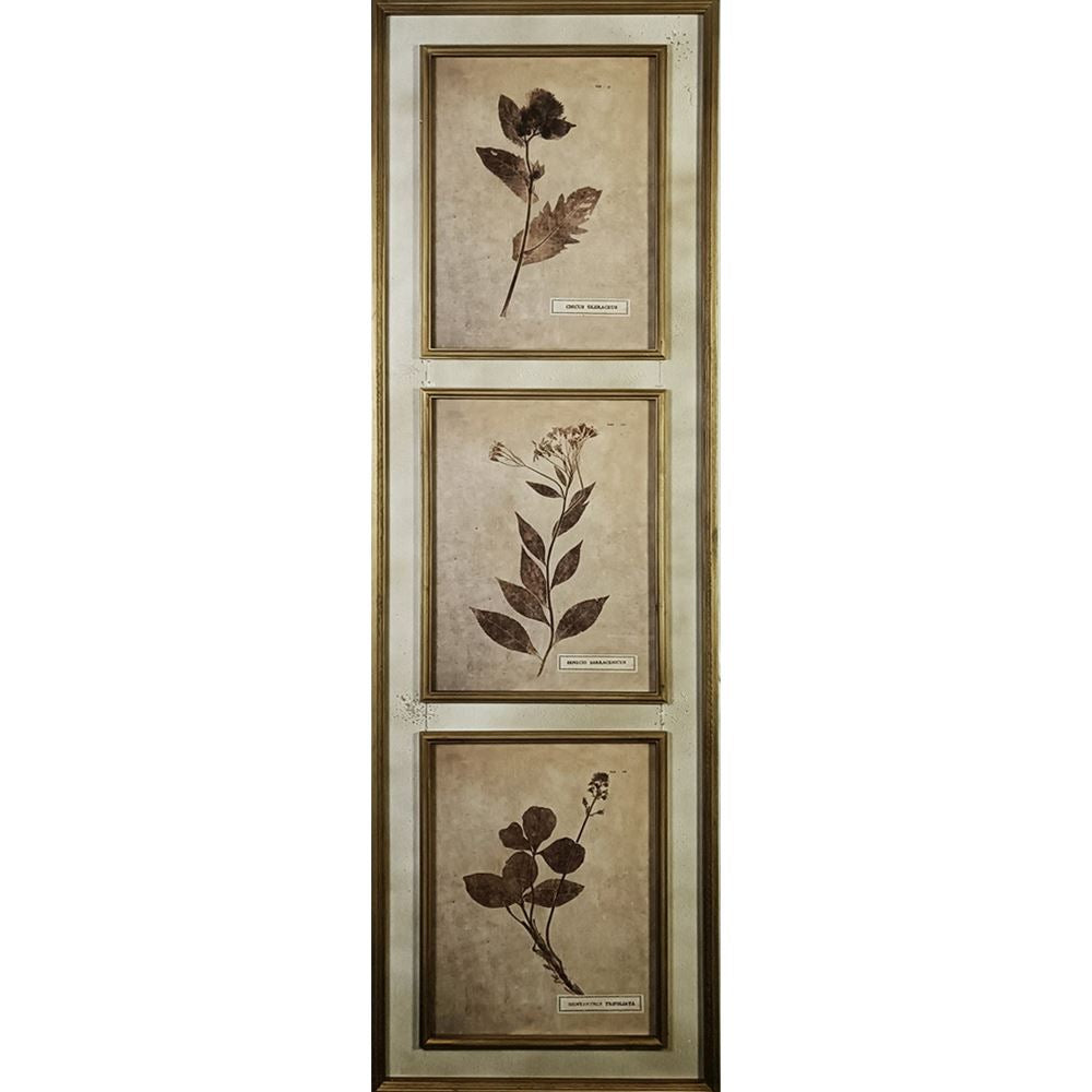 Flora Set of 2 Framed Pictures