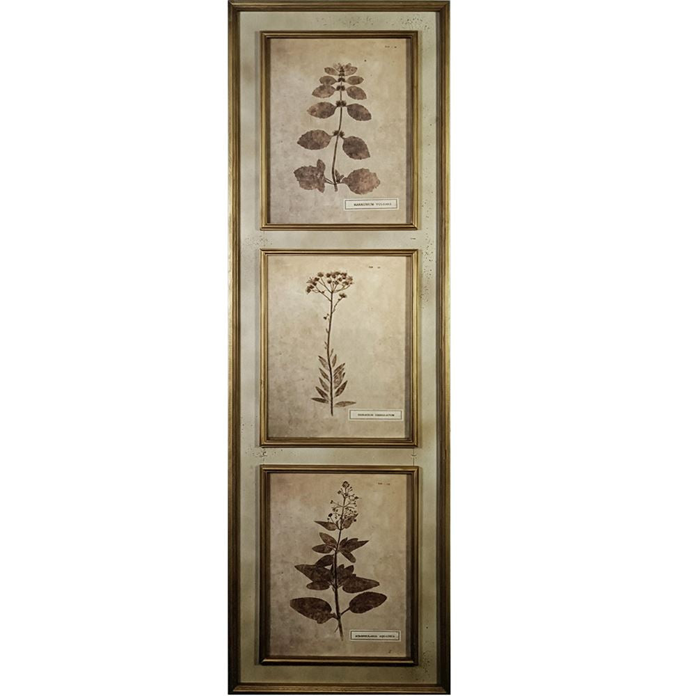 Flora Set of 2 Framed Pictures
