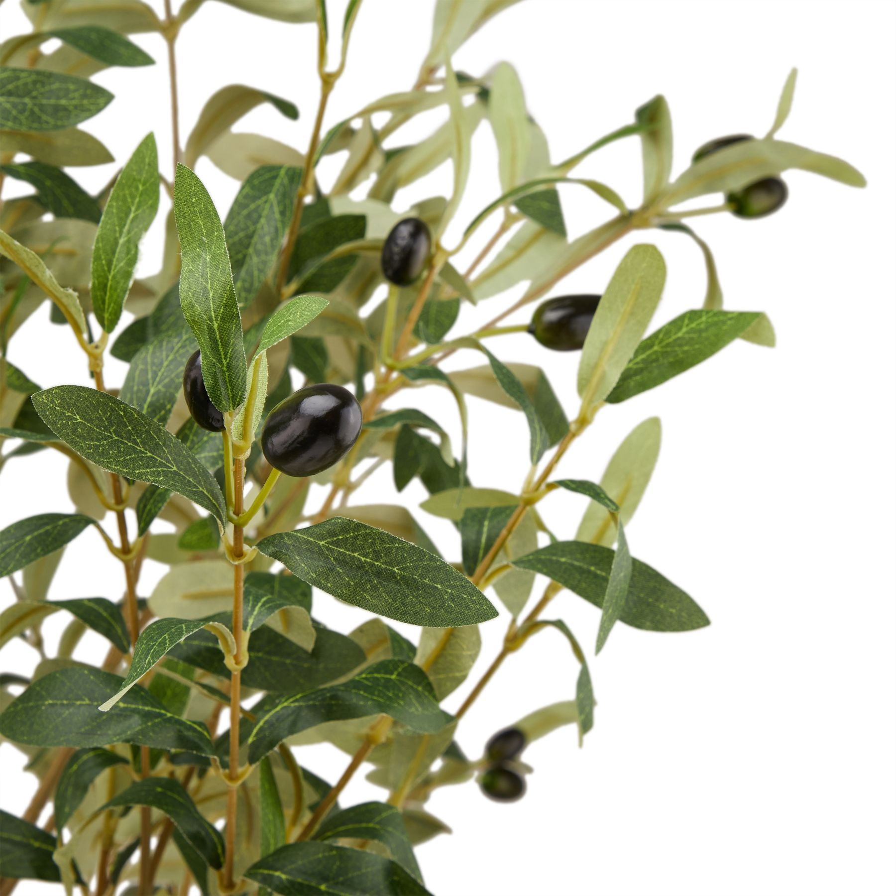 Calabria Olive Tree
