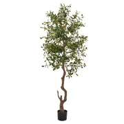 Calabria Olive Tree