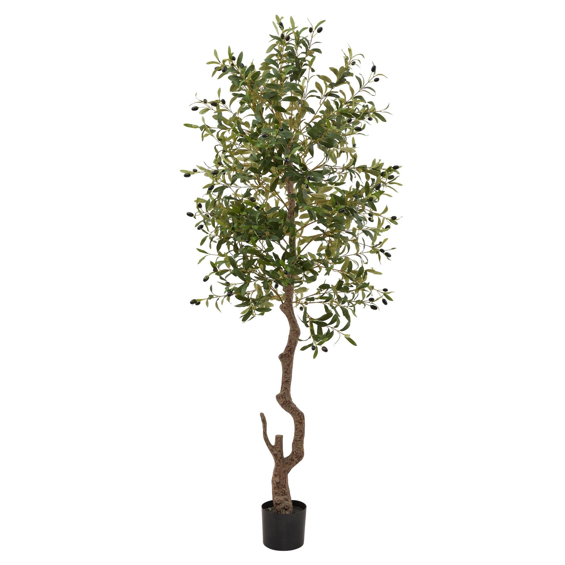 Calabria Olive Tree