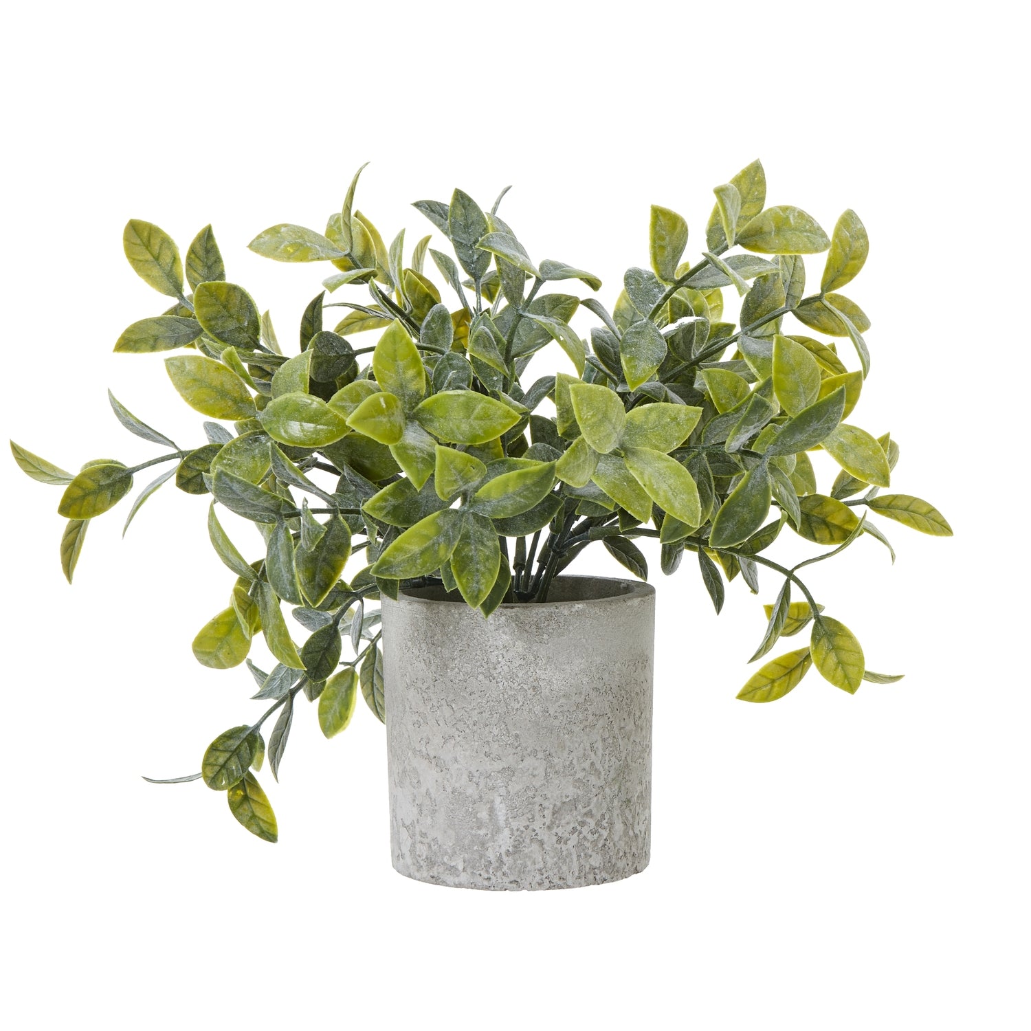 Small Box Plant In Grey Pot - Christmas Gift