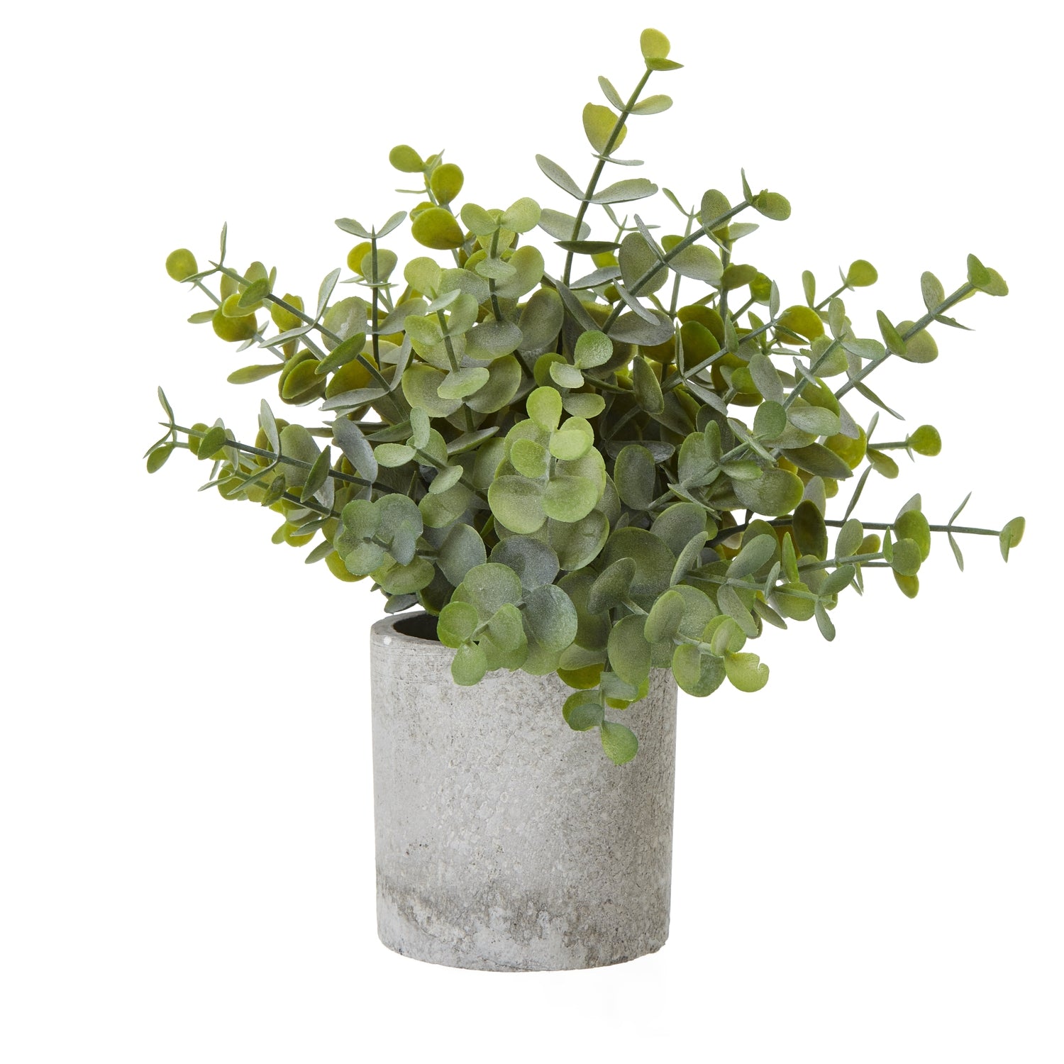 Small Button Eucalyptus Plant In Grey Pot - Christmas Gift
