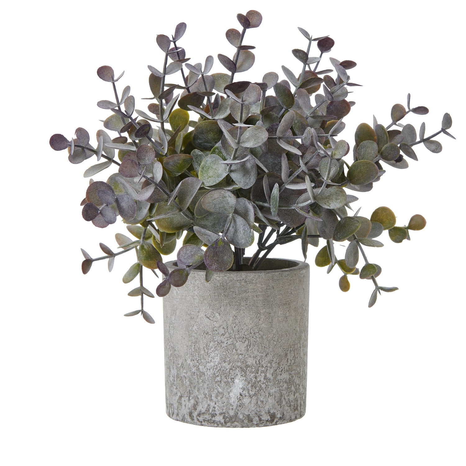 Small Eucalyptus Cinerea Plant In Grey Pot - Christmas Gift