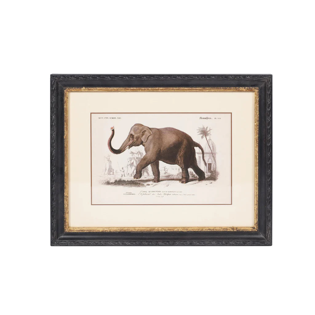 Elephant Print