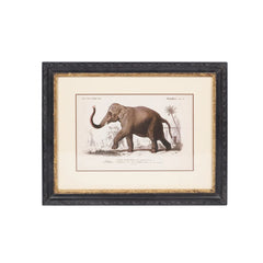 Elephant Print