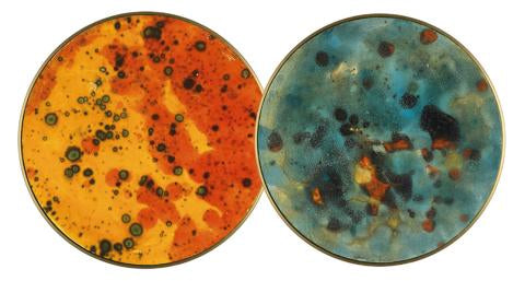 Chamaleon Wall Light- Various Finishes