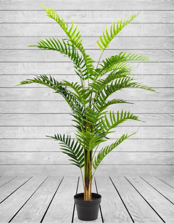 Ornamental Fern Tree In Black Pot