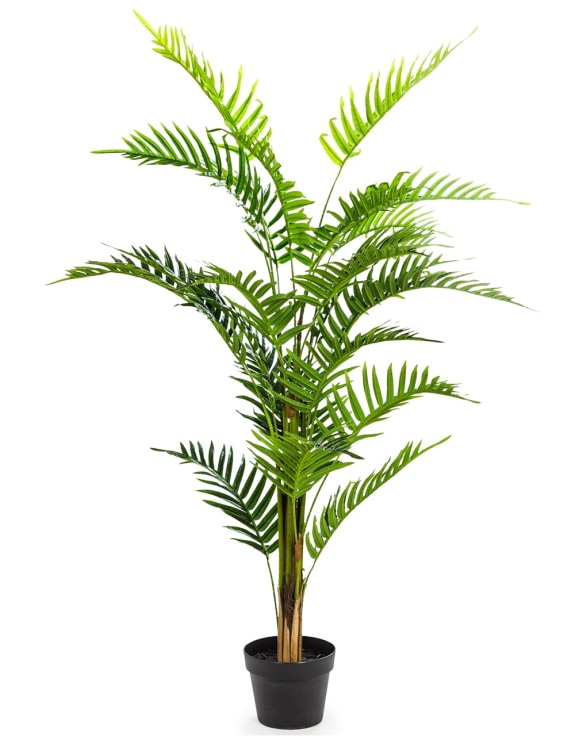 Ornamental Fern Tree In Black Pot