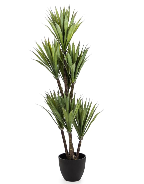 Large Ornamental Yucca Tree in Black Pot - Christmas Gift