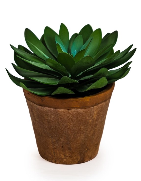 Ornamental Succulent in Terracotta Pot - Christmas Gift