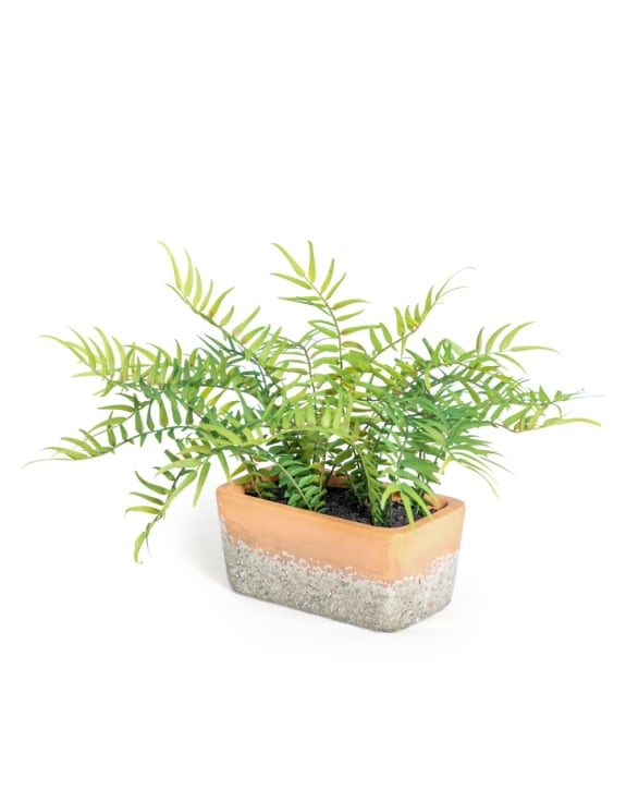 Ornamental Potted Fern Plant in Terracotta Pot - Christmas Gift