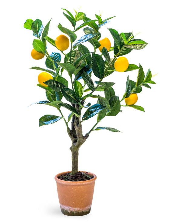 Ornamental Potted Lemon Tree - Christmas Gift