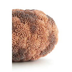 Coral Vase Deco  Ø37x21 cm- Peach Light Brown