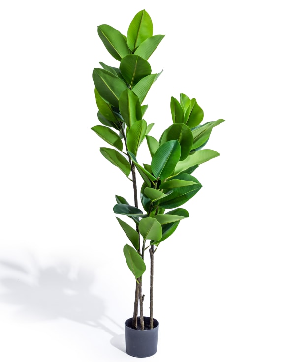 Tall Potted Rubber Plant