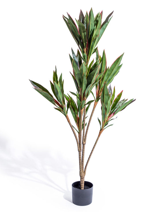 Large Ornamental Potted Red-Edged Dracaena