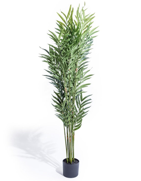 Extra Large Bamboo Tree