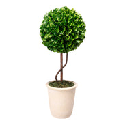 Boxwood Topiary  Tall