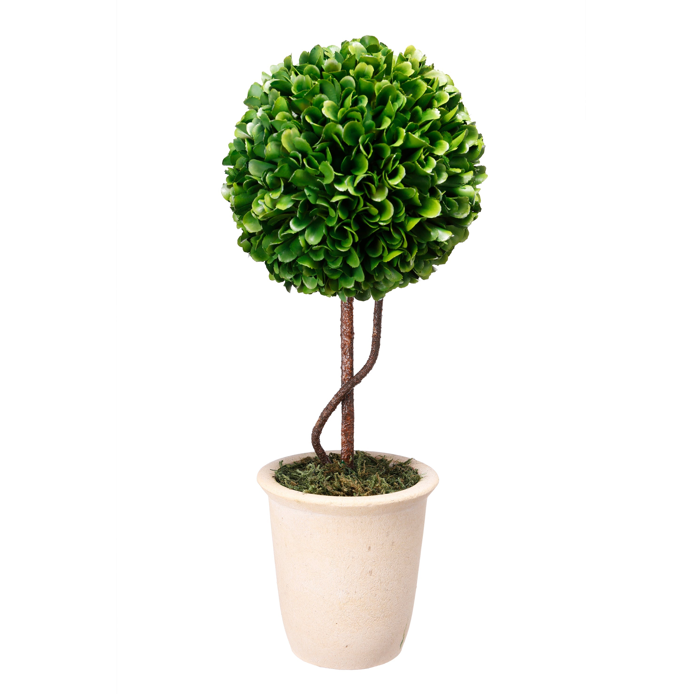 Boxwood Topiary  Tall