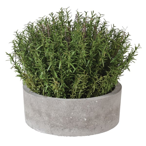 Saxony French Rosemary in Grey Pot