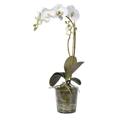 White Orchid with Moss in Glass Pot