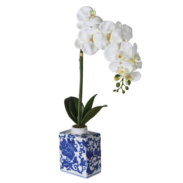 Phalaenopsis Orchid in Chinoiserie Vase- Christmas Gift