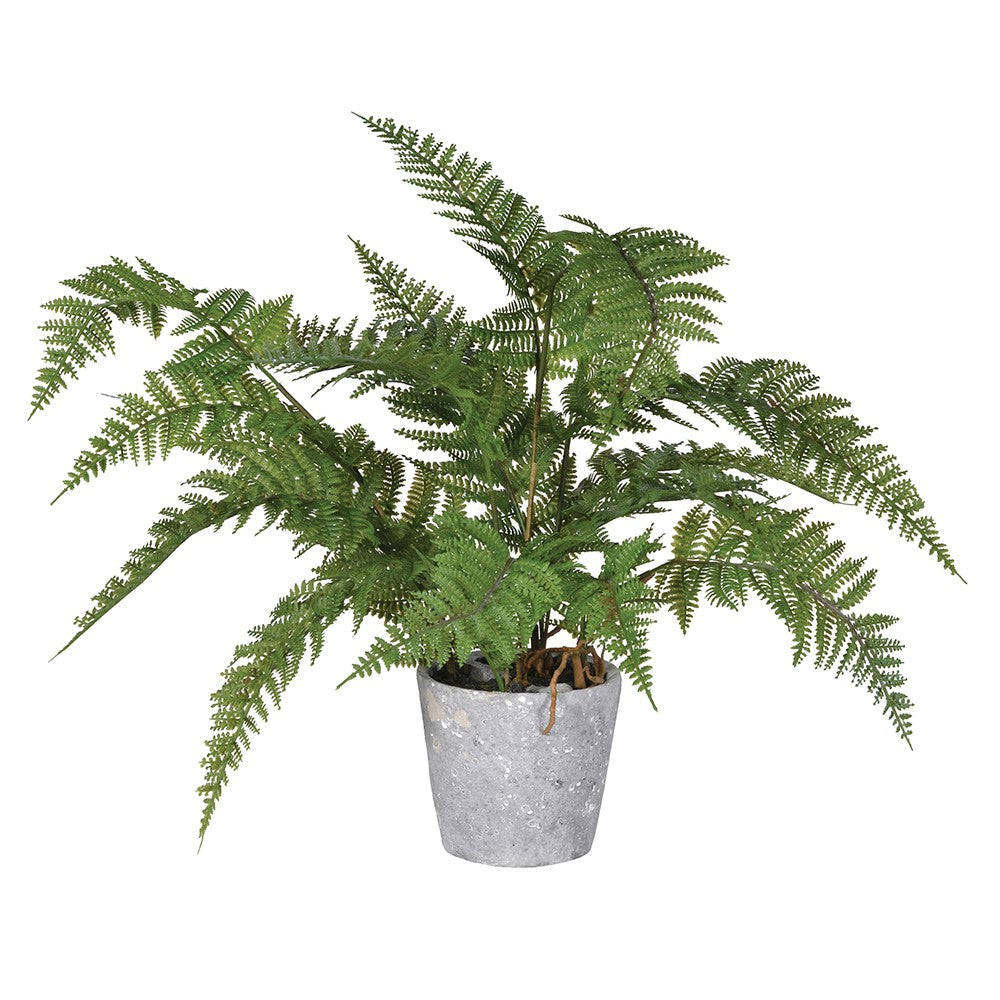 Fern Plant in Grey Cement Pot- Christmas Gift