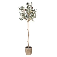 Natural Olive Tree Superb in Garden Pot