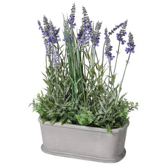 Small Lavender Plant in Pot