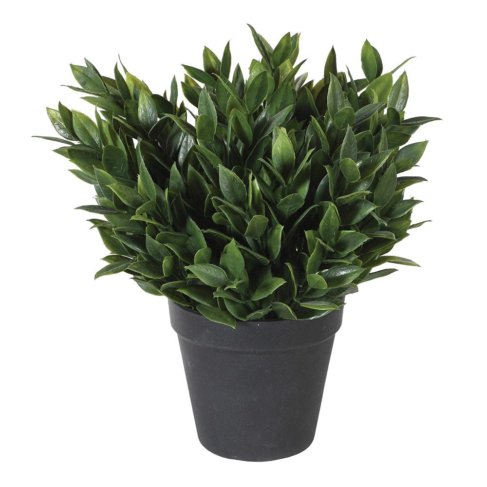 Bay Plant in Black Plastic Pot - Christmas Gift