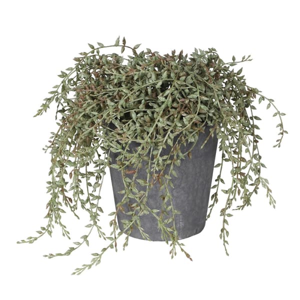 Senecio Radican in Grey Pot- Christmas Gift