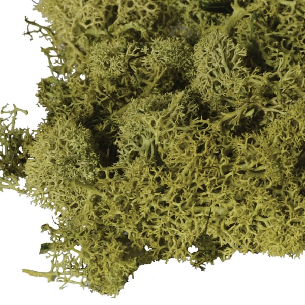 Large Bag of Real Green Moss