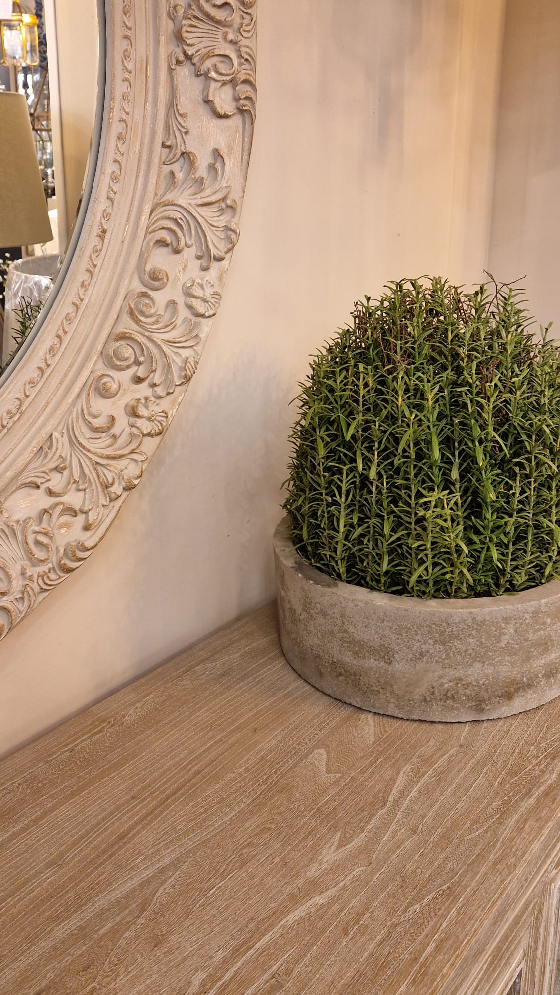 Saxony French Rosemary in Grey Pot