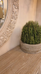 Saxony French Rosemary in Grey Pot
