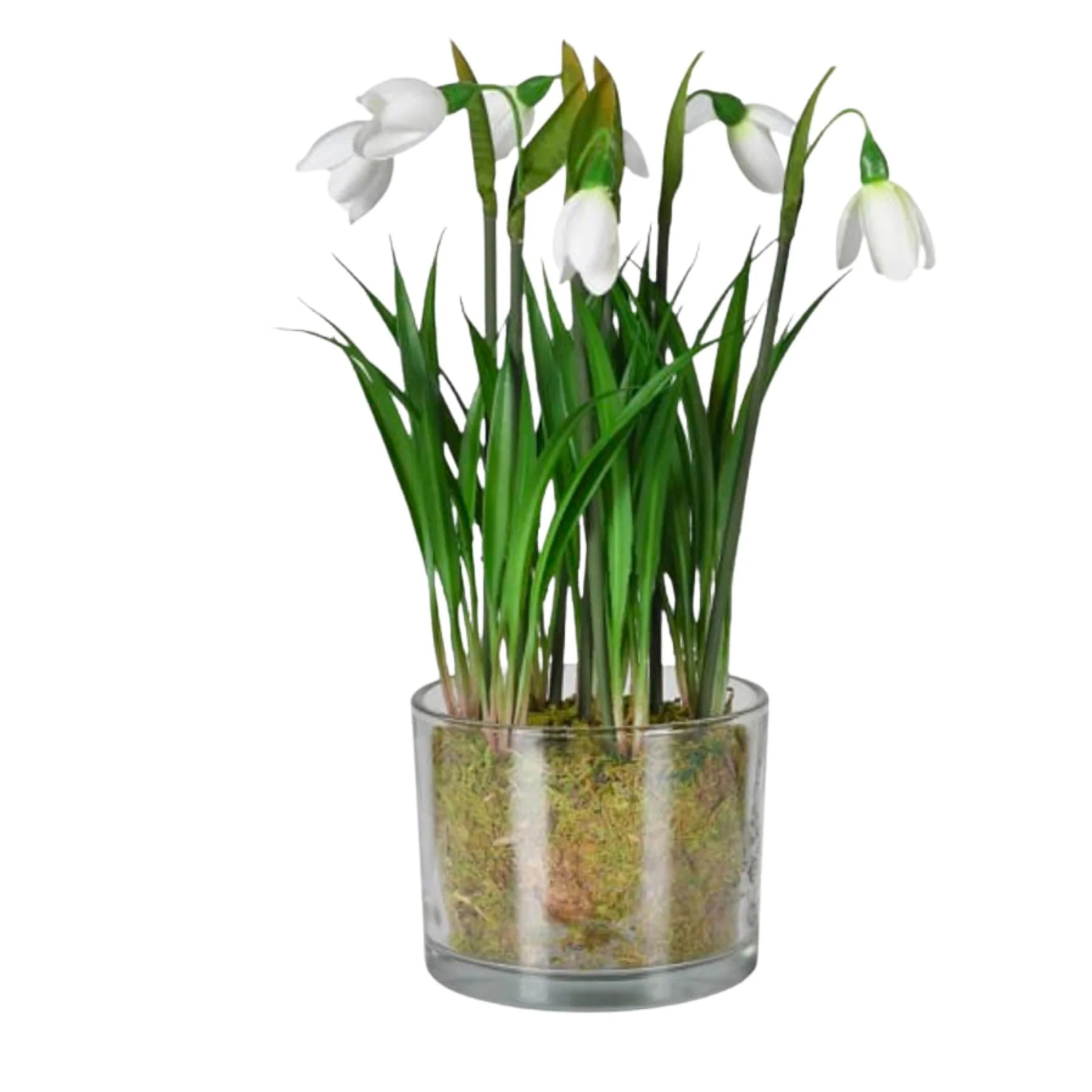 Snowdrop Plant in Glass Pot - Christmas Gift