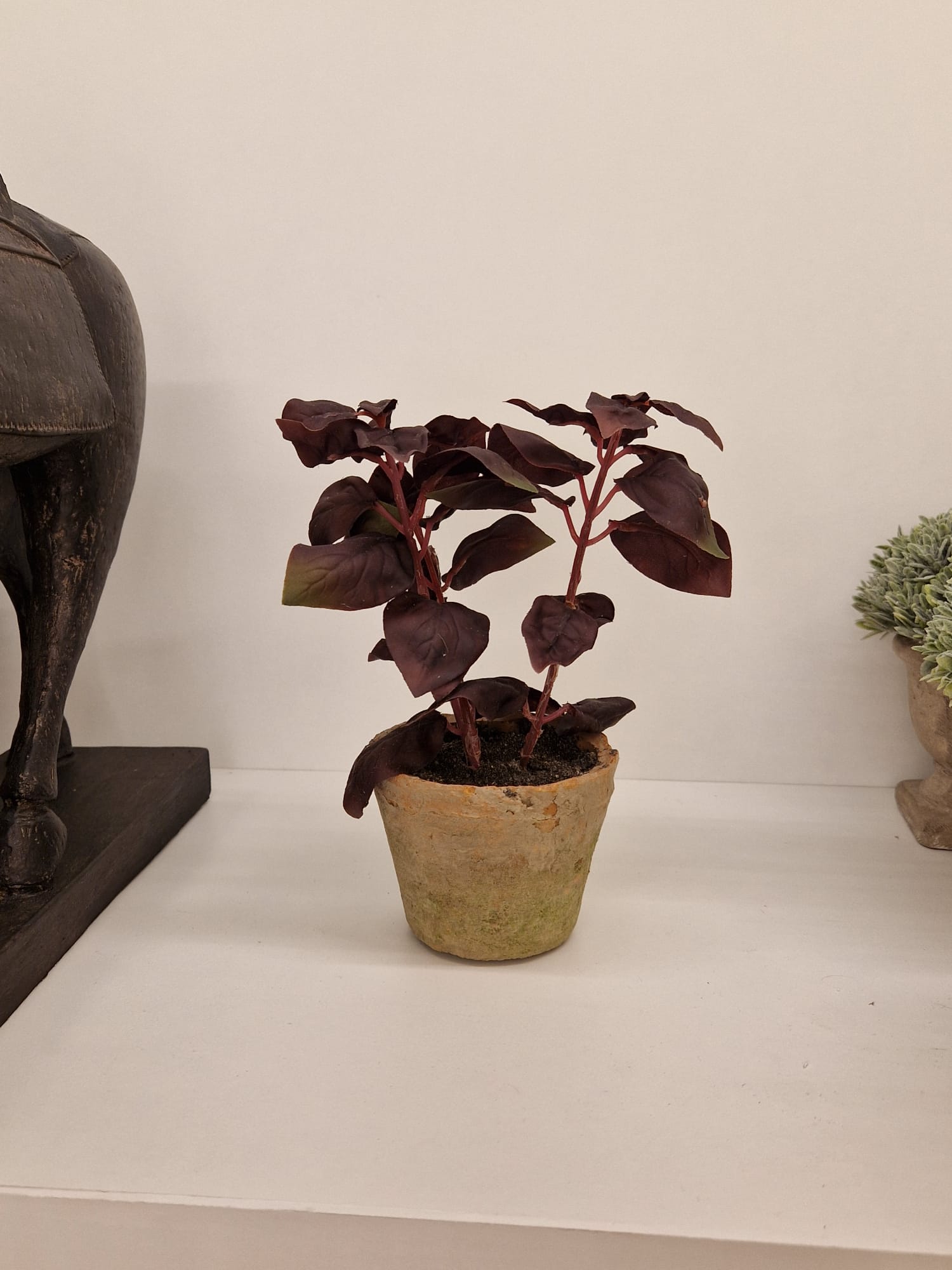 Basil Plant in Clay Pot